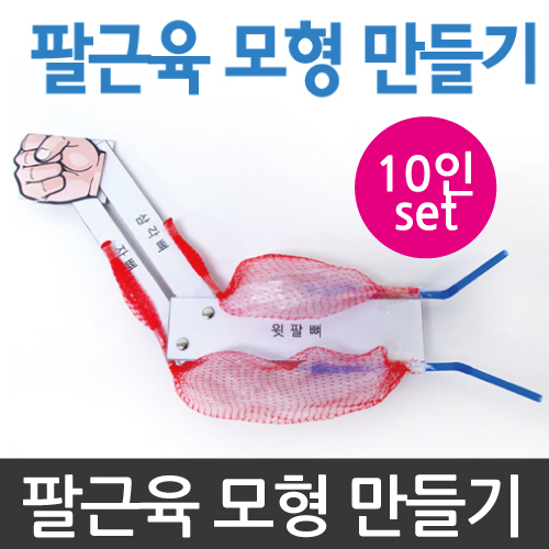 팔근육 모형 만들기(10인)