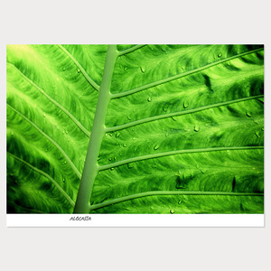 Alocasia (알로카시아)