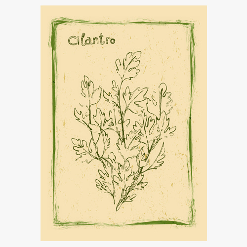 cilantro (고수)