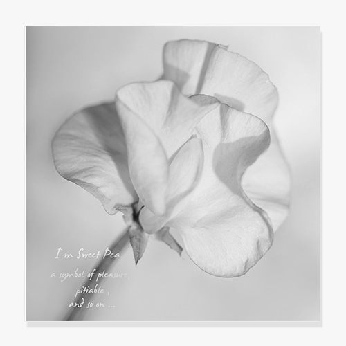 Flower (스위트 피)