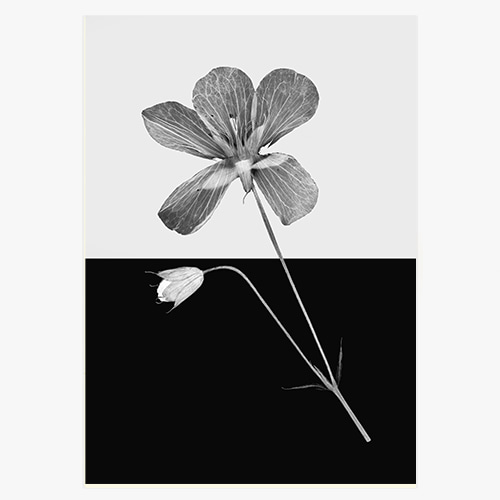 X-Ray Flower (엑스레이 플라워-02)