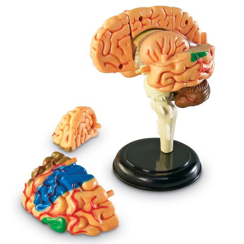 인체해부모형-뇌(LER3335)