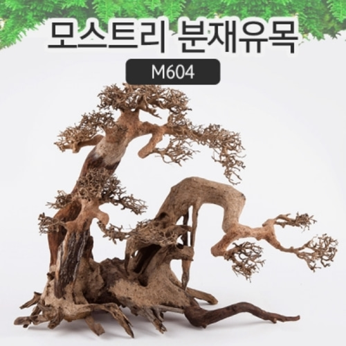 모스트리 분재유목XXL M604