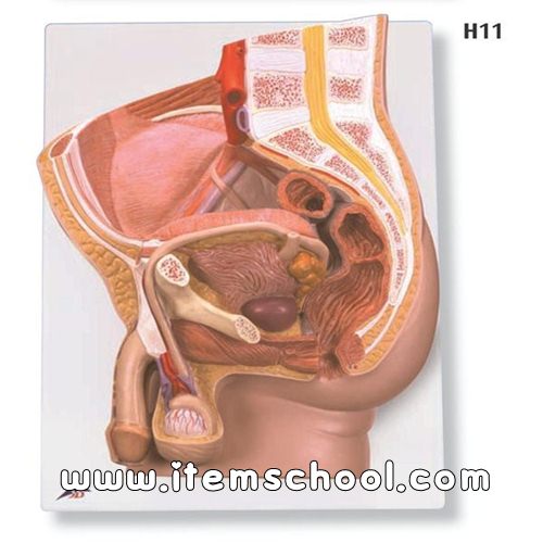 남성골반 2분리 Male Pelvis, 2 part H11 [1000282]