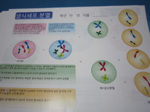 생식세포분열스티커(10인용)