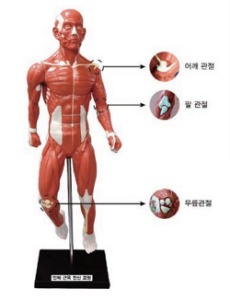 인체전신모형(고무재질)