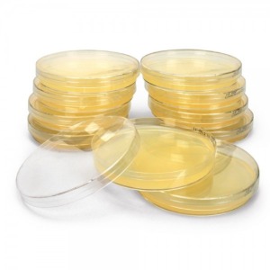 YM Agar Plate