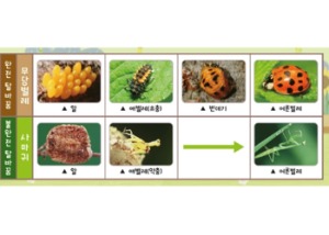 곤충의 한살이 1인/4인