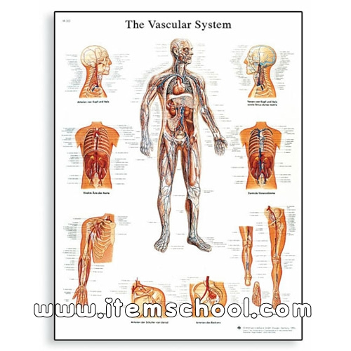 혈관계 차트 The Vascular System Chart